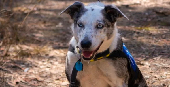 Ecco il cane eroe dell'Australia